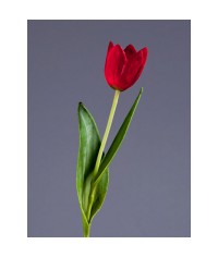 Тюльпан крупный темно-красный