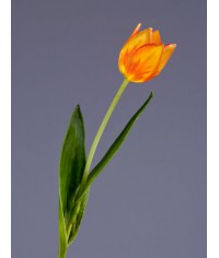 Тюльпан крупный золотисто-оранжевый