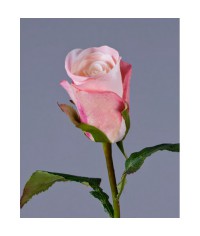 Роза Ла Бель крем-роз