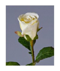 Роза Ла Бель бело-зеленая