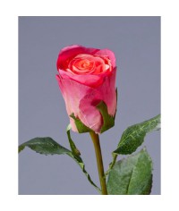 Роза Ла Бель темно-розовая