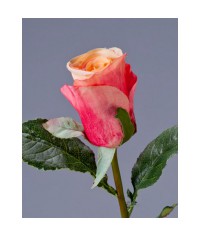 Роза Ла Бель розово-персиковая