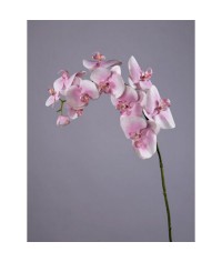 Орхидея Фаленопсис бело-розовая