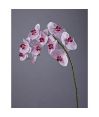 Орхидея Фаленопсис белая с сирен.крапинами