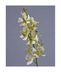 Орхидея Дендробиум нежно-лаймовая
