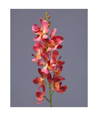Орхидея Дендробиум кораллово-розовая