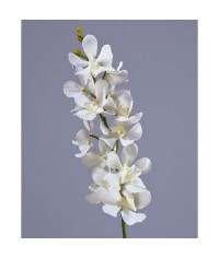Орхидея Дендробиум белая