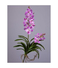 Орхидея Дендробиум нежно-сиренев куст с корнями