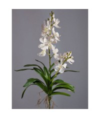Орхидея Дендробиум белая куст с корнями
