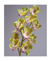 Орхидея Цимбидиум бледно золотисто-зеленая
