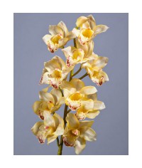 Орхидея Цимбидиум нежно-золотистая