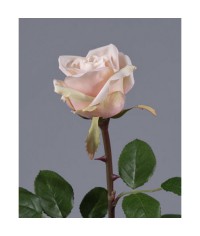 Роза Венделла бледно-розовая