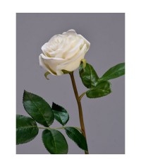 Роза Флорибунда Мидл белая д-8 см