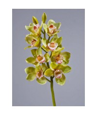 Орхидея Цимбидиум бледно золотисто-зеленая средняя
