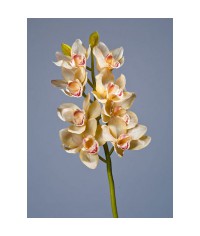 Орхидея Цимбидиум нежно-золотистая ветвь средняя