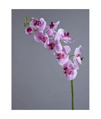 Орхидея Фаленопсис Мидл белая с сирен. крапинами