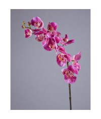 Орхидея Фаленопсис Мидл розово-фиолетовая