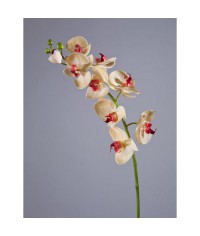 Орхидея Фаленопсис Мидл бледно-золотистая с бордо