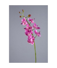Орхидея Фаленопсис Элегант розово-фиолетовая