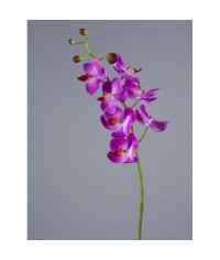 Орхидея Фаленопсис Элегант св.фиолет