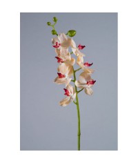 Орхидея Фаленопсис Элегант бледно-золотист. с бордо