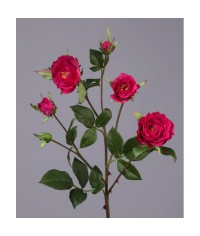 Роза Вайлд ветвь темно-малиновая