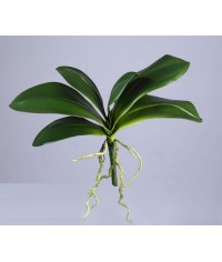 Листья Орхидеи Фаленопсис с корнями